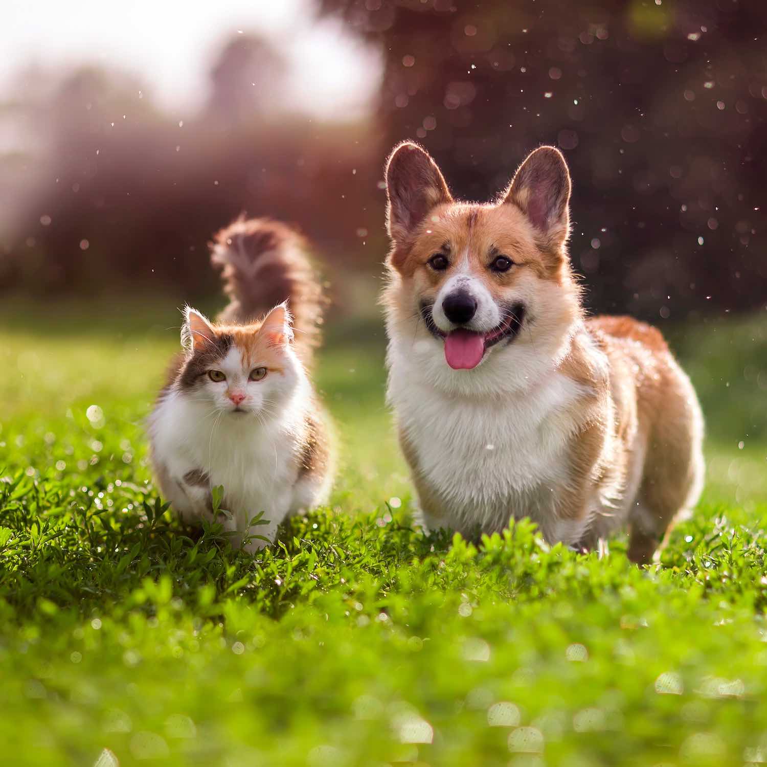 Produits vétérinaires, Pharmacie Pierre Curie, Roanne